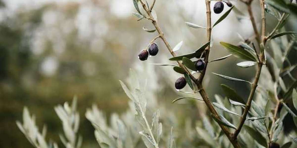 Zeytin Ağacı Neden Zeytin Vermez? Zeytin Ağacı Dişi Erkek?