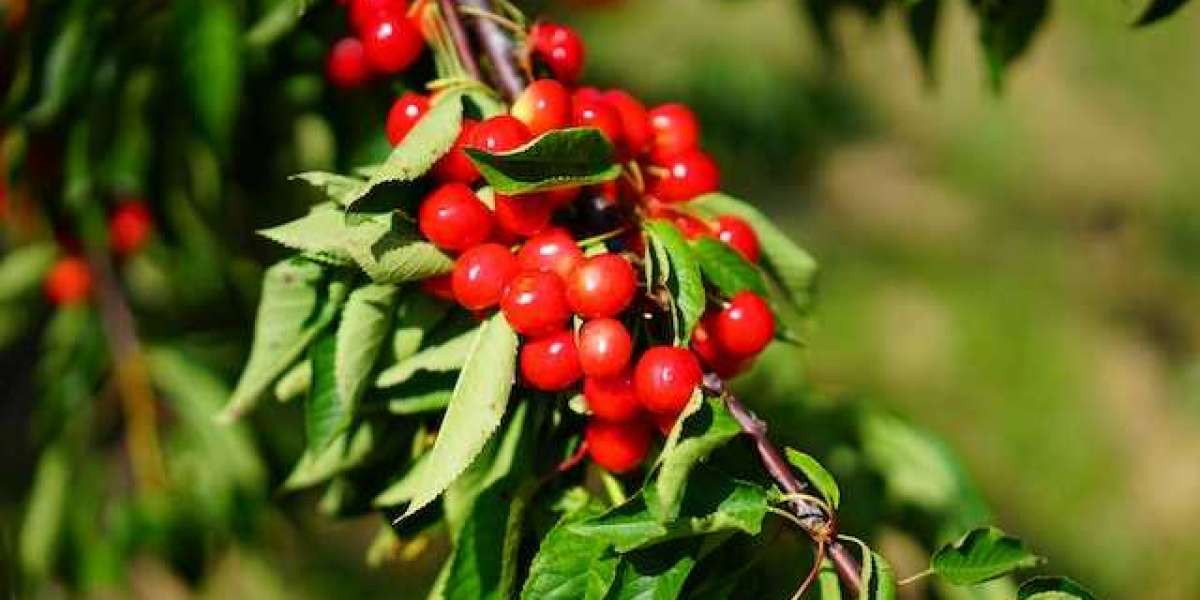 Hangi Meyvenin Ağaçları Erkek ve Dişi Olarak İkiye Ayrılır?