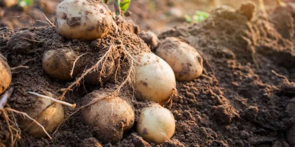 1 m3 Patates Kaç Kg? Patates Hakkında İlginç Bilgiler?
