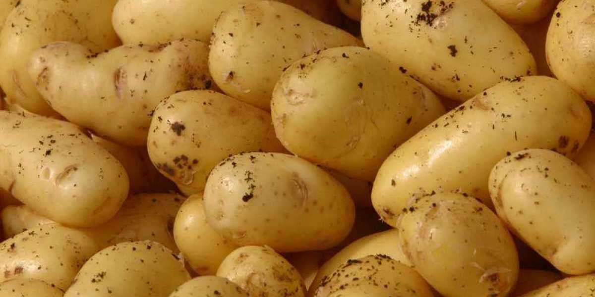 1 Torba Patates Kaç Kilo? 1 Çuval Patates Kaç kg?
