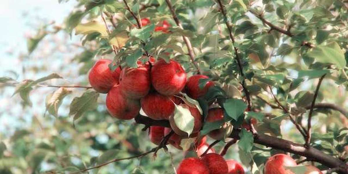 Hangi Meyvenin Çekirdeği Yenir? Meyve Çekirdekleri?