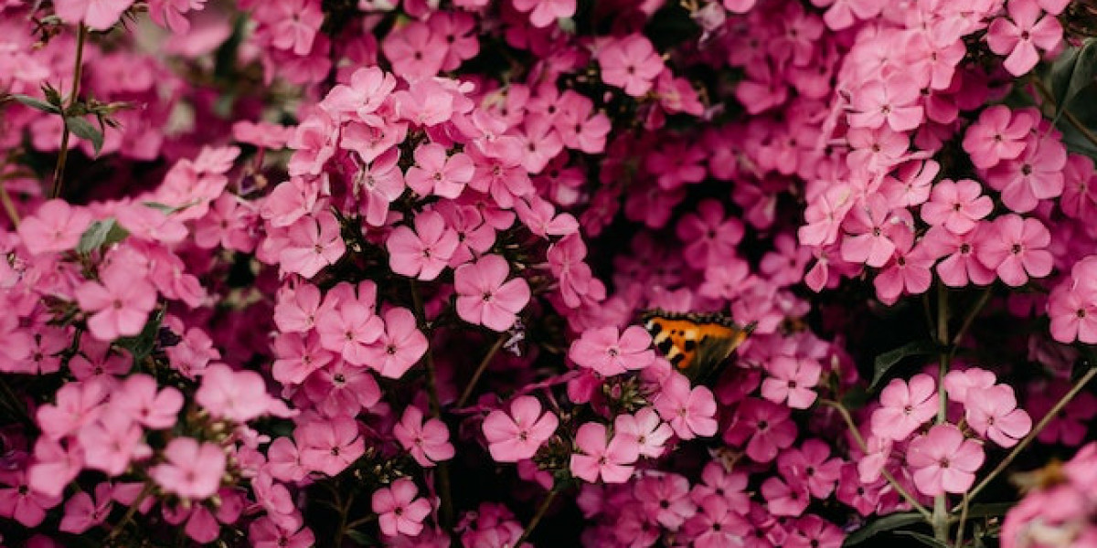 Hibiskus Nerede Yetişir? Hibiskus Bitkisi Nasıl Yetiştirilir?