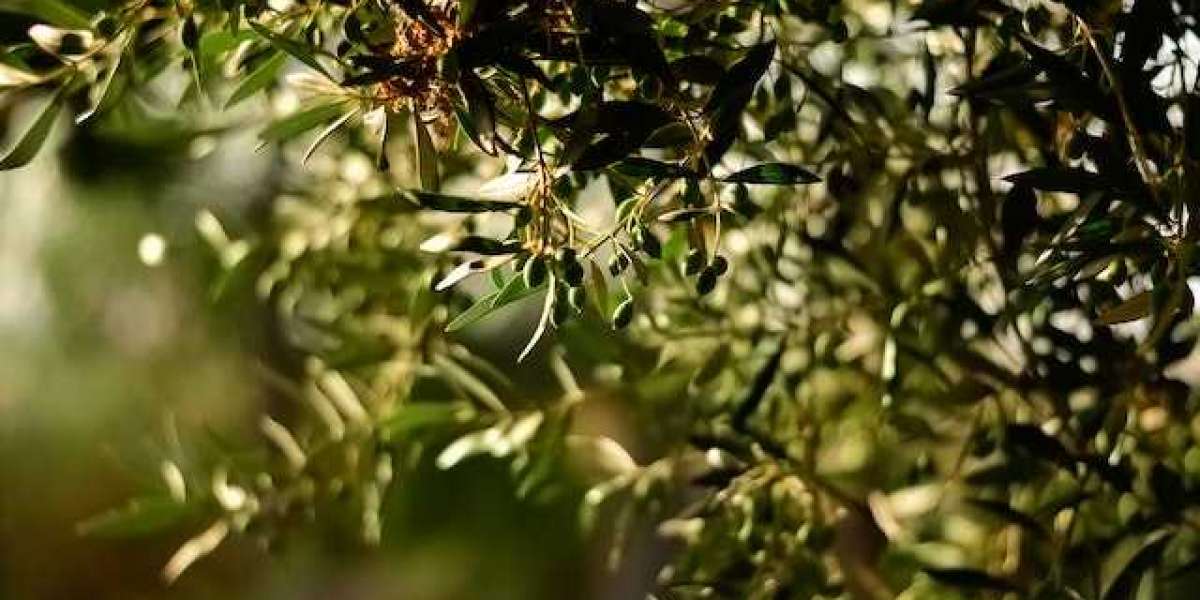 Gemlik Zeytini Kaç Yılda Meyve Verir? Verimli Zeytin Ağacı?