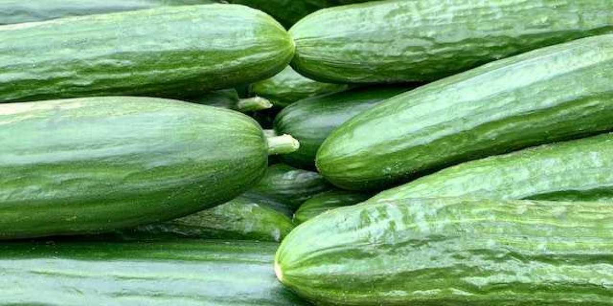 Günde Kaç Tane Salatalık Yenmeli? Aç Karnına Salatalık Yemenin Faydaları?