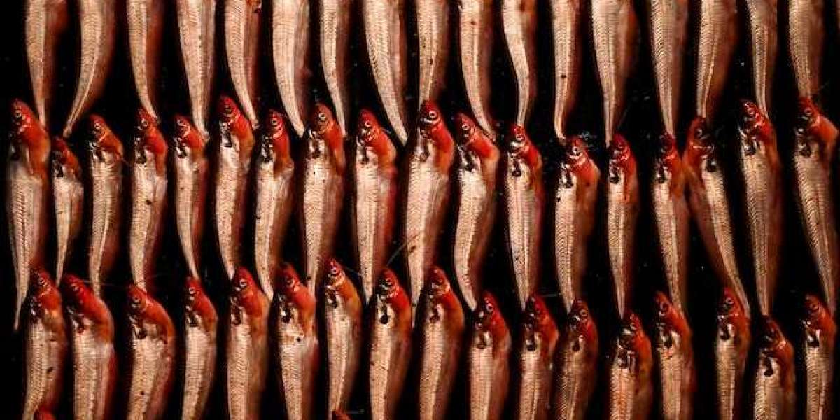 Hamsinin Tazesi Nasıl Anlaşılır? Bayat Hamsi Nasıl Anlaşılır?