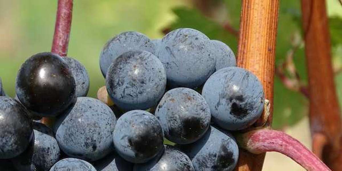 Soğuğa En Dayanıklı Meyve Üzüm? Kışa Dayanıklı Üzüm?
