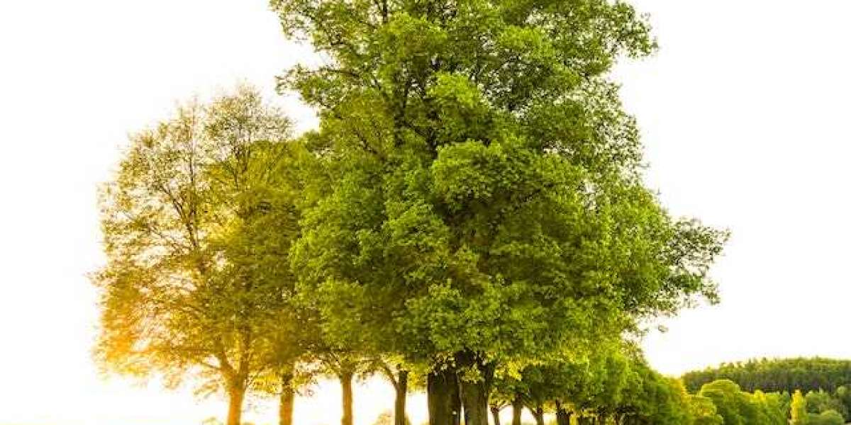 Meşe Ağacı Ne Zaman Kesilir? Kara Meşe Ağacı?