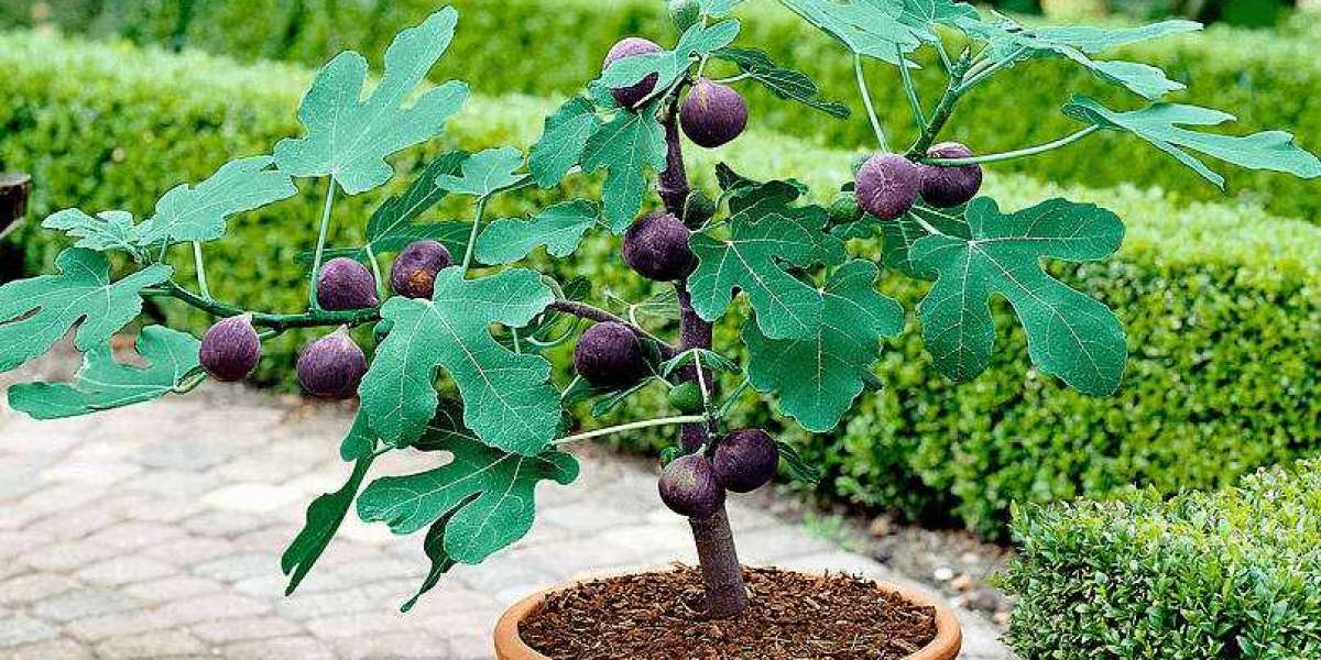 Evde Yetişen Meyve Ağaçları? Saksıda Yetişen Meyve Ağaçları?
