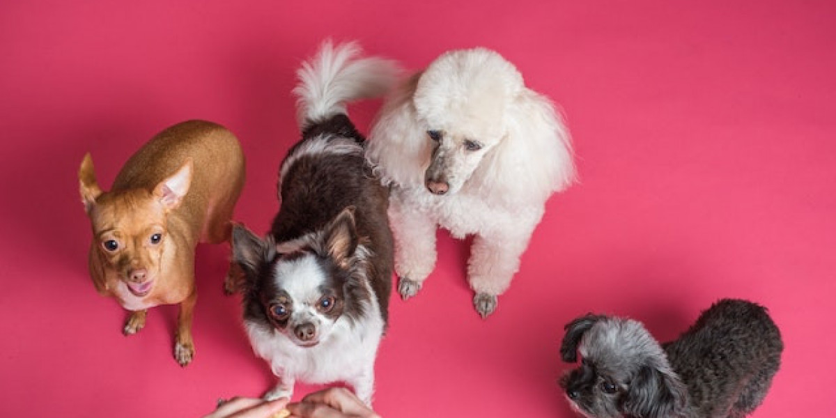Köpekler Kaç Dereceye Kadar Dayanır? Yavru Köpekler Üşür mü?