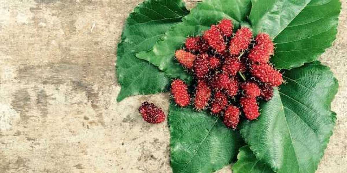 Dut Nasıl Kurutulur? Dut Kurusu Nasıl Kaynatılır?