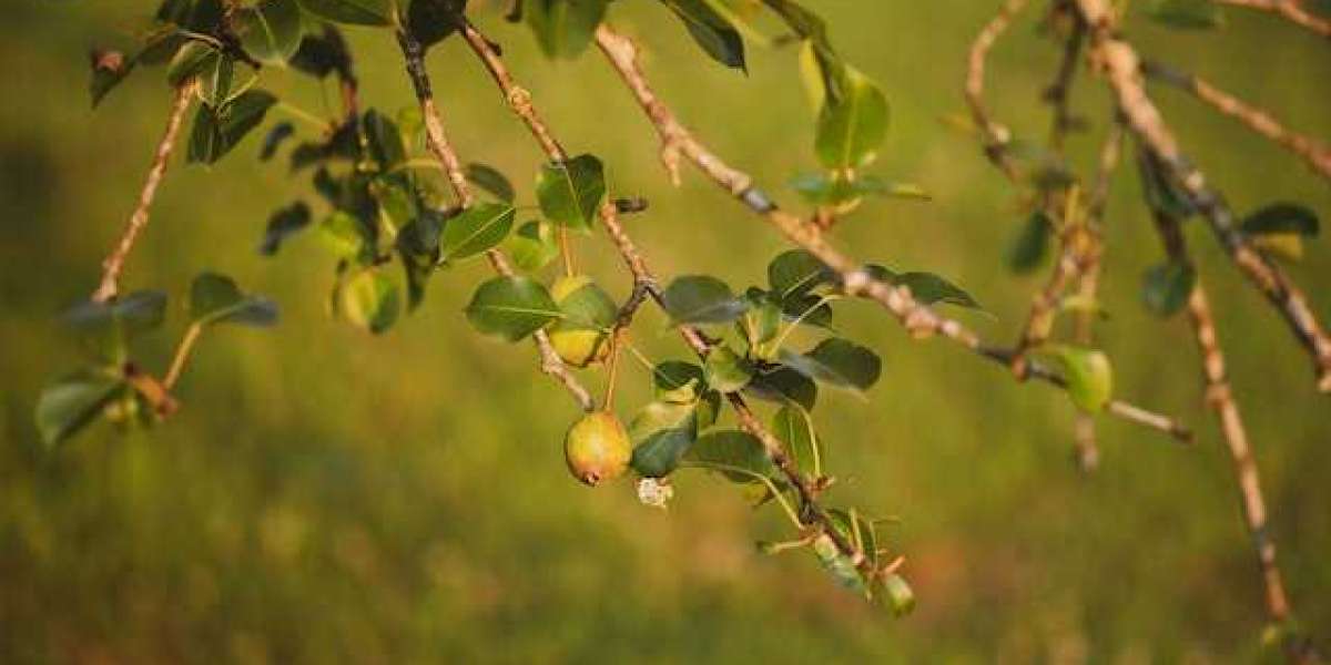 Armut Ağacı Ne Zaman İlaçlanır? Ağaçlara Kurt İlacı Ne Zaman Atılır?