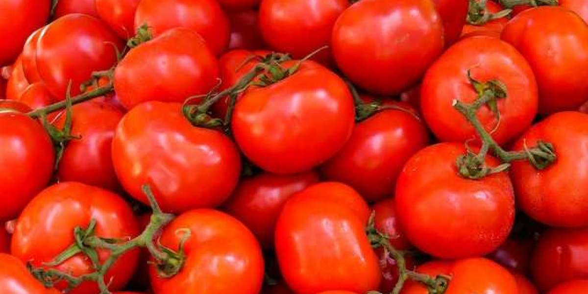 1 Kg Domatesten Kaç Şişe Konserve Çıkar? Domates Sosu Ne Zaman Yapılır?