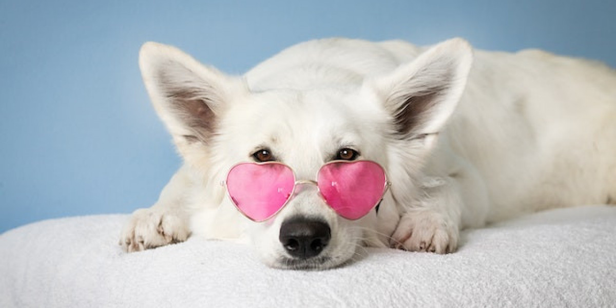 Köpek İç Parazit Hapı? Köpek İç Parazit Hapı Nasıl Kullanılır?
