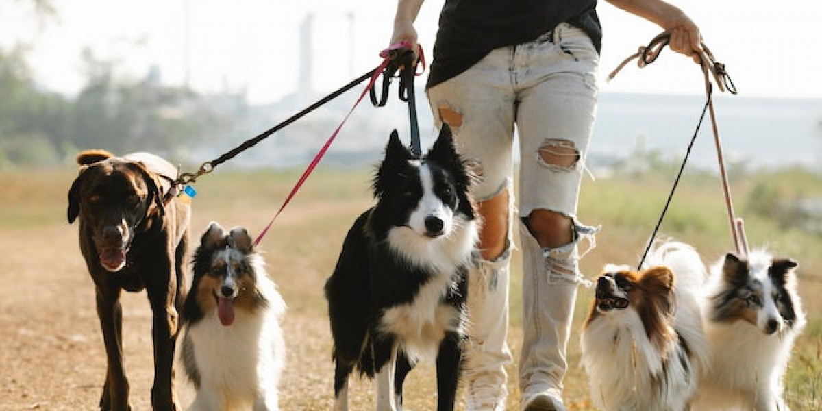 Köpekler Kaç Derecede Donar? Köpekler Kaç Derecede Üşür?