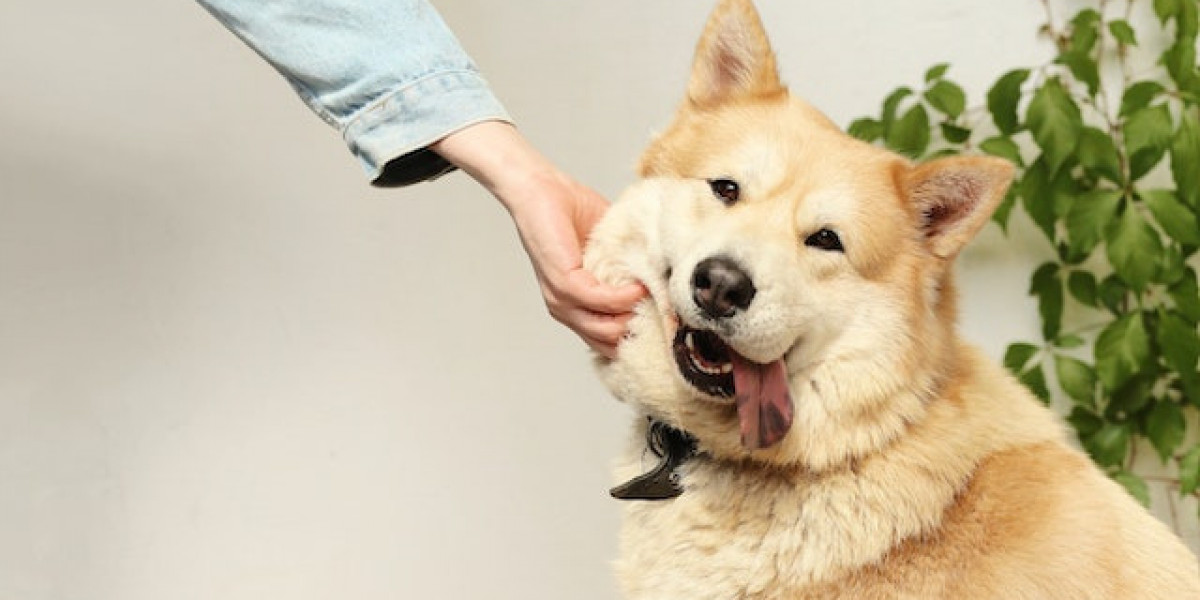 Köpeklerde Tırnak Hastalıkları? Köpeğimin Tırnağı Kökünden Koptu?