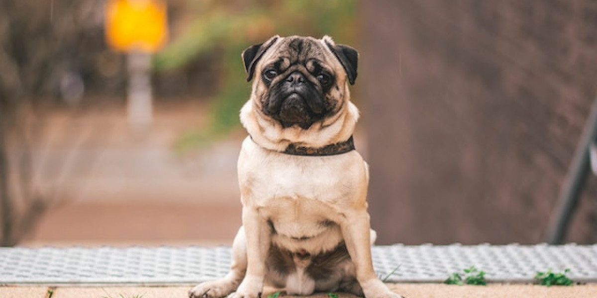 Yavru Köpek Hastalıkları Ve Belirtileri? Yavru Köpek Hastalığı Nedir?