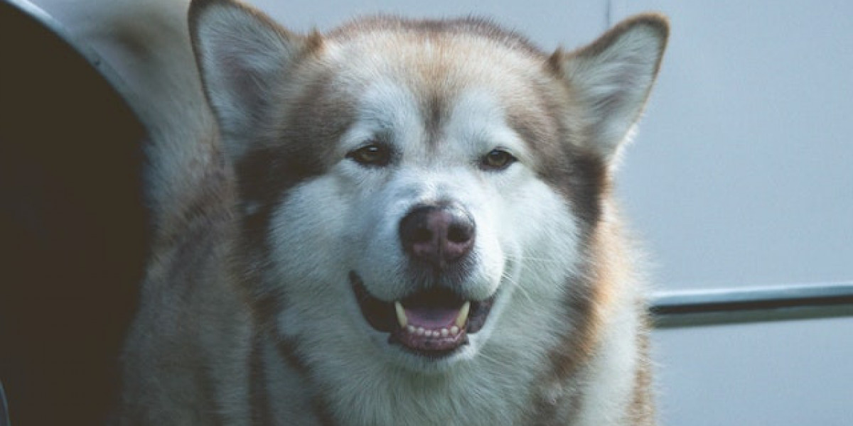 Kurt Köpeği Yavrusu Nasıl Eğitilir? Kurt Köpeği Nasıl Eğitilir?