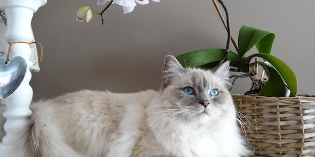 Kedi Hastalıkları Göz? Yavru Kedilerde Göz Hastalıkları?