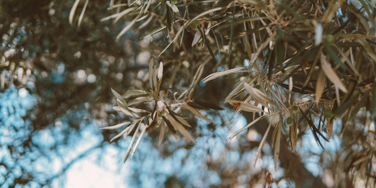 1 Ağaç Kaç Kilo Zeytin Verir? Bir Zeytin Ağacı Kaç KG Zeytin Verir?
