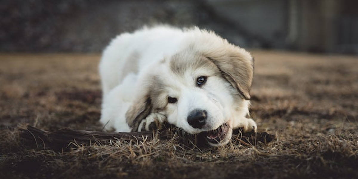 Köpekte Lyme Hastalığı? Lyme Hastalığı Köpek Tedavisi?