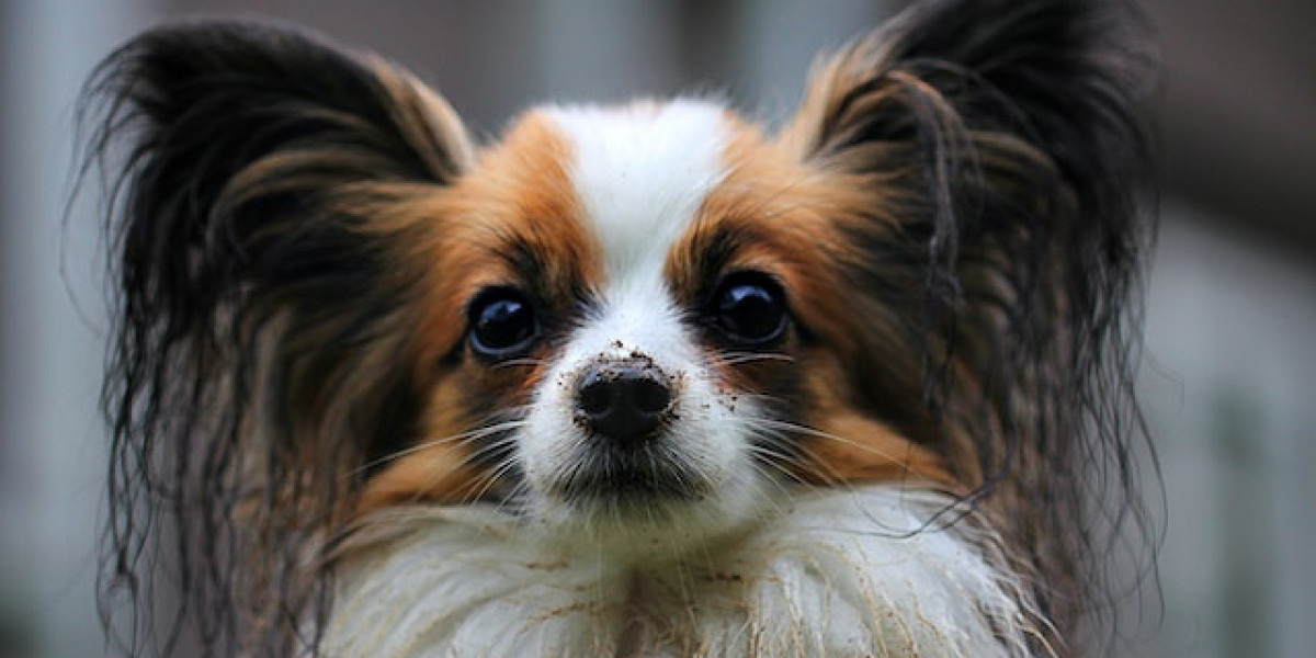 Köpeklerde Sm Hastalığı Belirtileri? Köpeğim Sürekli Havayı Yalıyor?