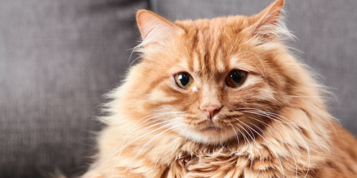 Kedilerde Hastalık Belirtileri? Kedi Hastalıkları Ve Tedavileri?