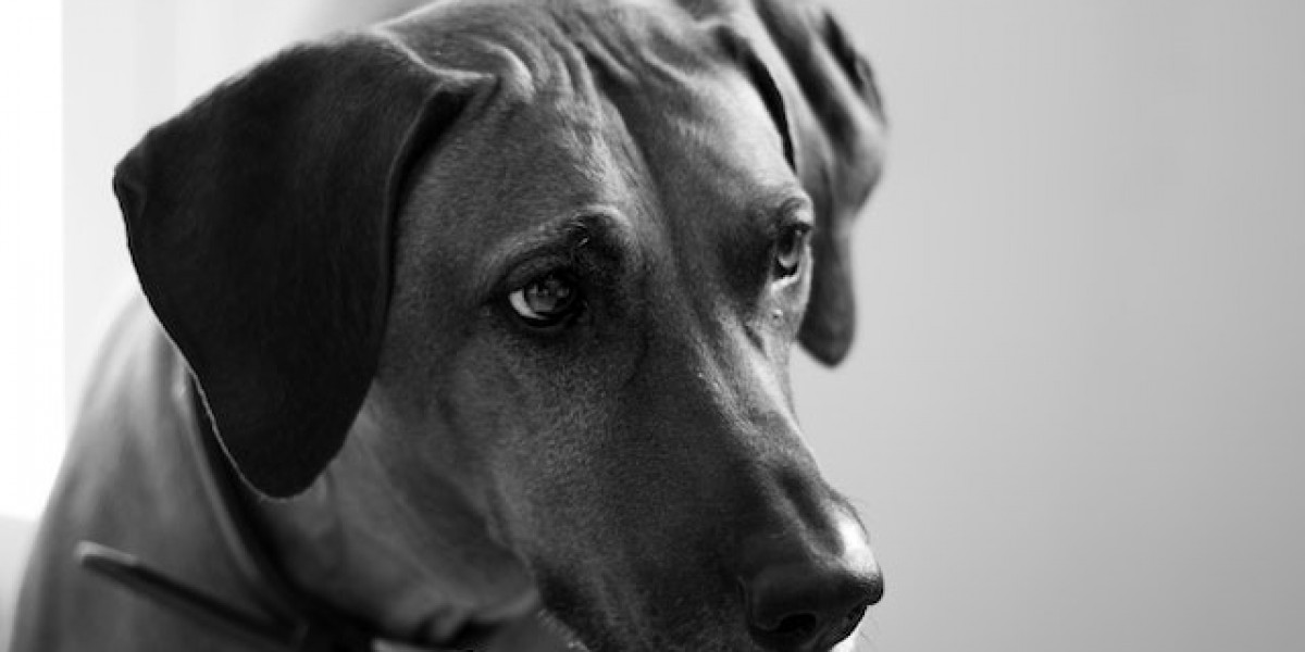 Köpeklerde Uyuz Hastalığı Neden Olur? Köpeklerde Uyuz Belirtileri Nelerdir?