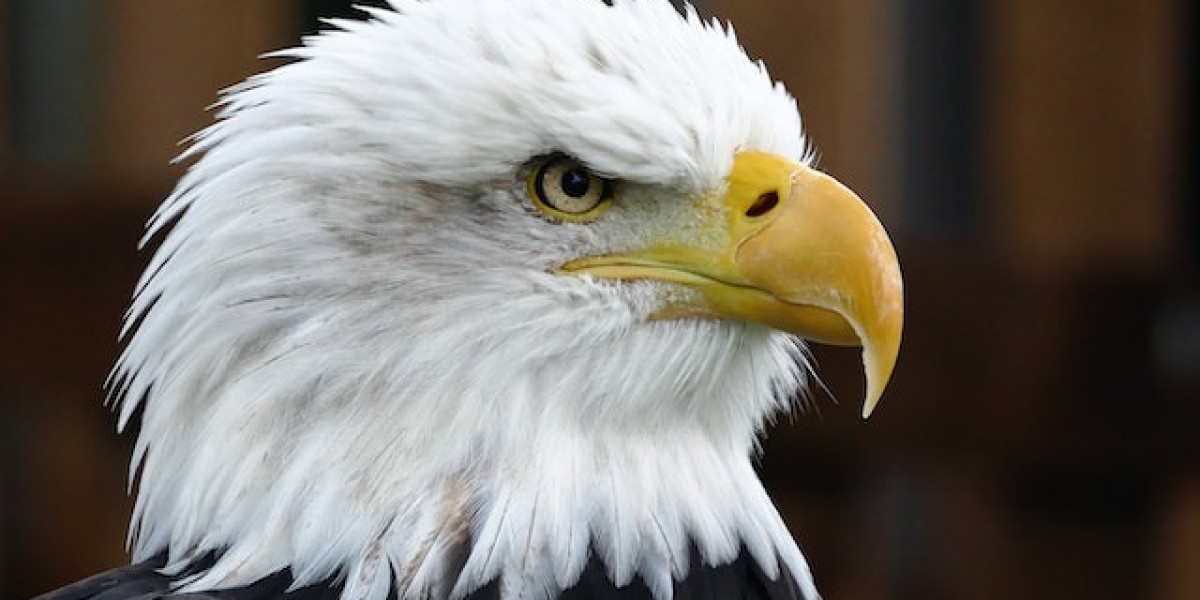 Kartal Nasıl Eğitilir? Kartal Evcil Hayvan Mıdır? Kartal Nasıl Beslenir?