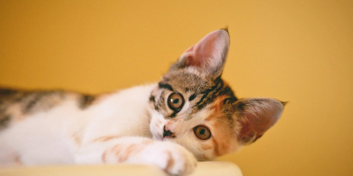 Kedi Nasıl Eğitilir? Profesyonel Kedi Eğitimi? Kedi Nasıl Eğitilir Tuvalet?