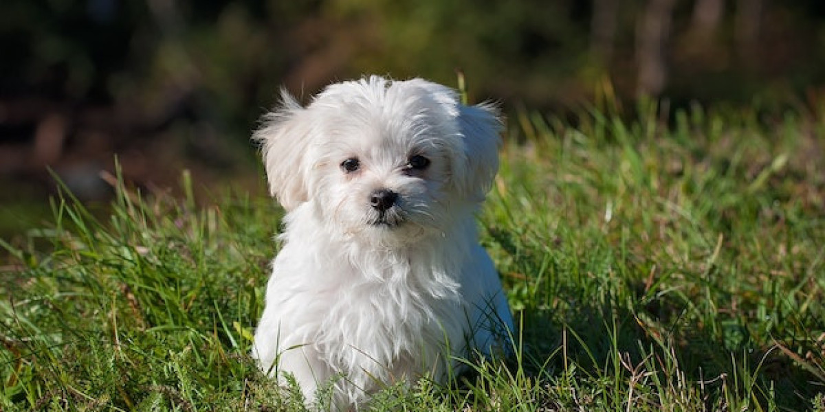 2 Yaşındaki Köpek Eğitilir Mi? Yavru Köpek Nasıl Eğitilir?