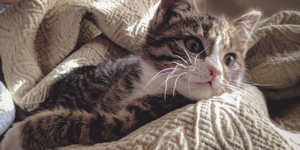 Kedi Karaciğer Hastalıkları? Kedilerde Karaciğer Hastalığı Belirtileri?