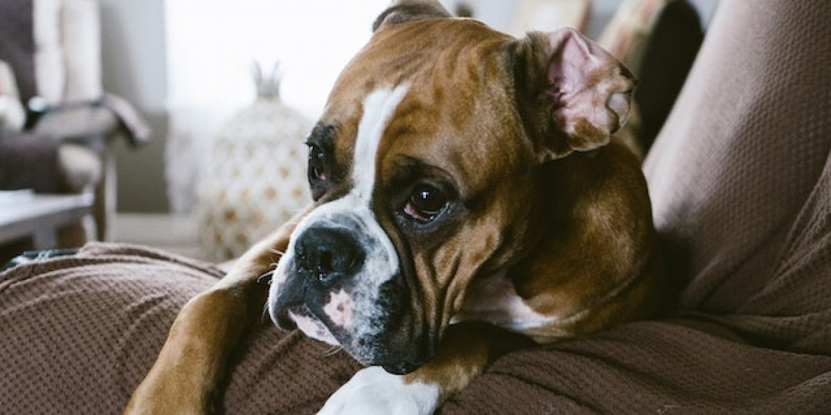 Boxer Köpek Nasıl Eğitilir? Boxer Köpek Evde Beslenir Mi?