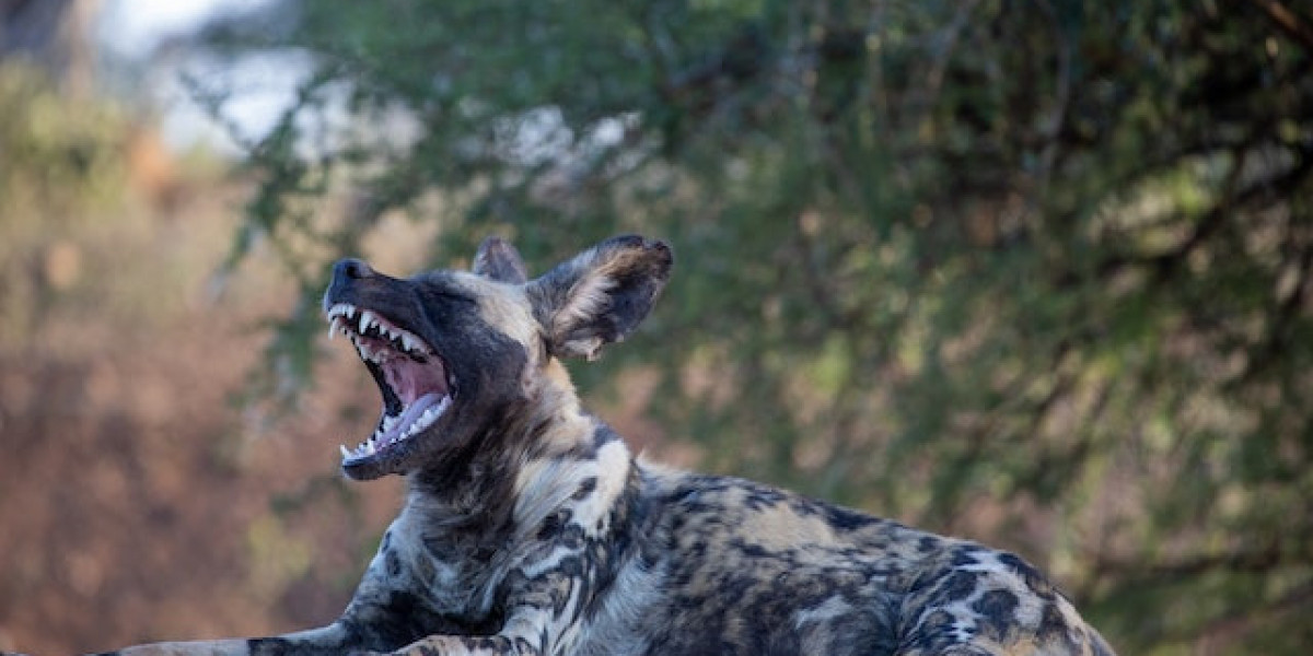 Av Köpeği Nasıl Eğitilir? Yavru Av Köpeği Eğitimi?