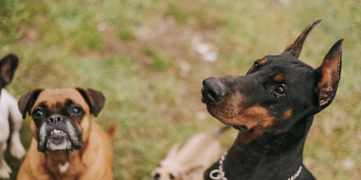 Doberman Yavrusu Nasıl Eğitilir? Doberman Tuvalet Eğitimi Nasıl Verilir?
