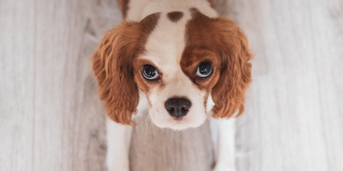 Köpeklerde Gebelik Belirtileri? Köpeklerde Hamilelik Belirtileri?