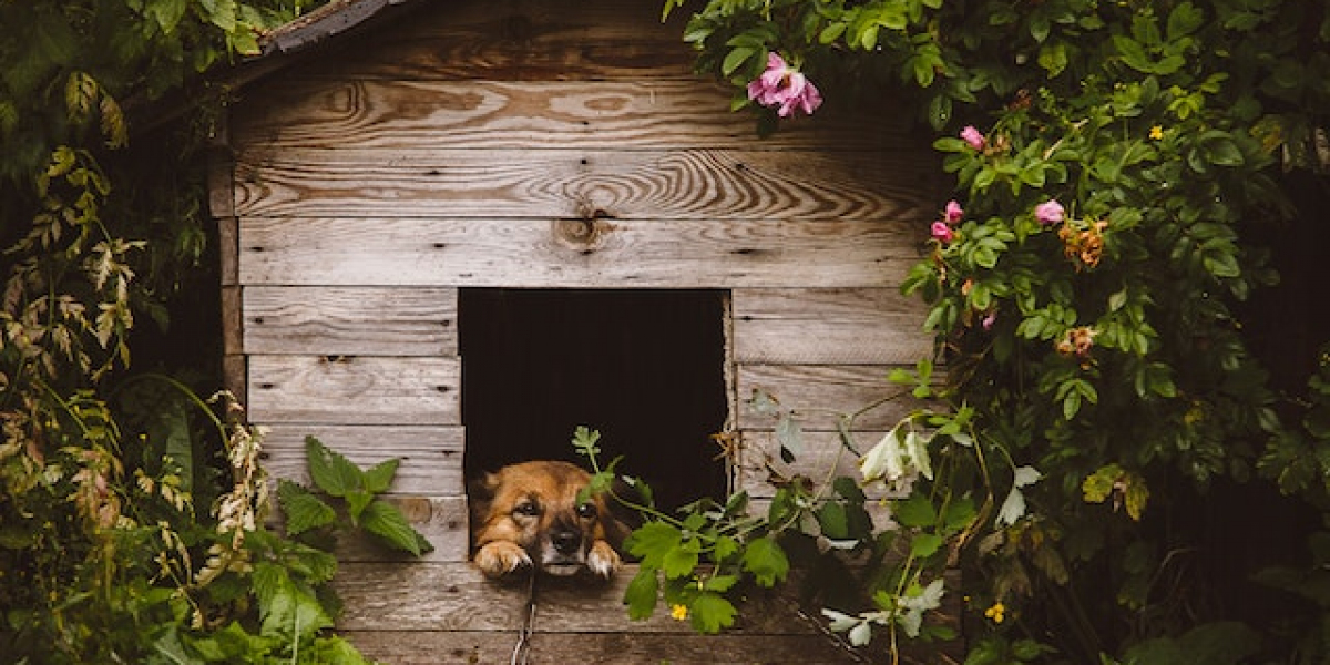 Evde Köpek Kulübesi Nasıl Yapılır? Köpek Kulübesi Nasıl Dezenfekte Edilir?