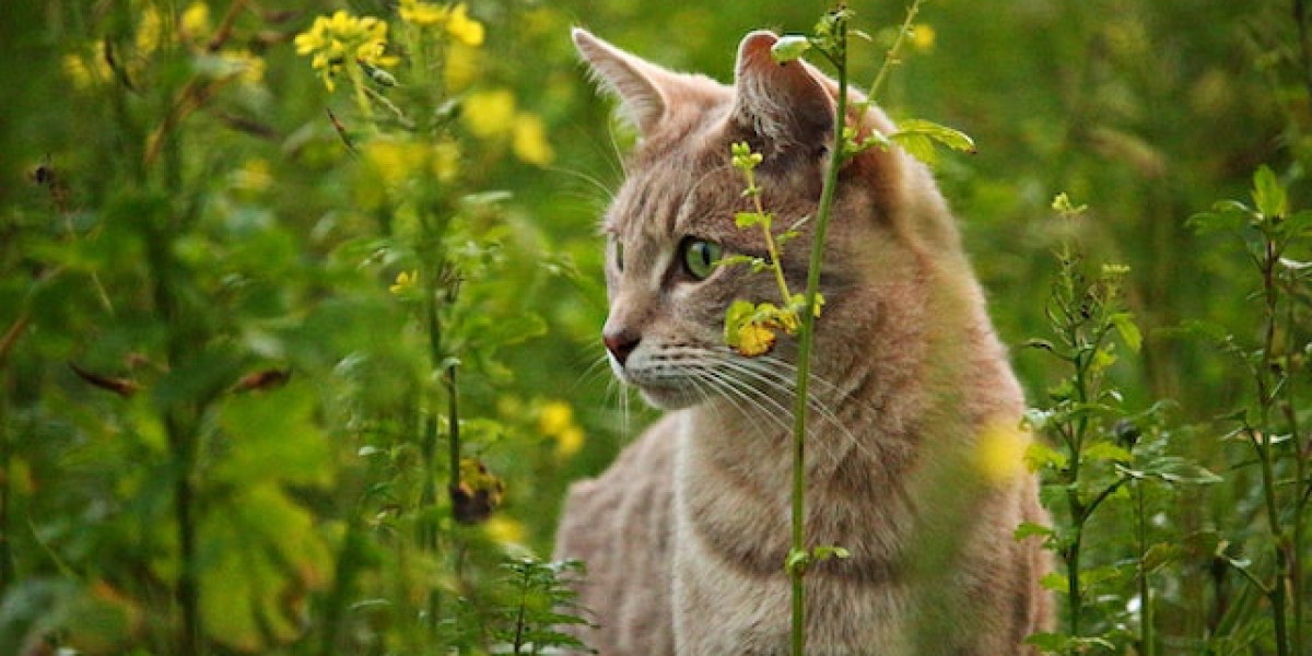 Kedi Makat Hastalıkları? Kedilerde Makat Kızarıklığı?