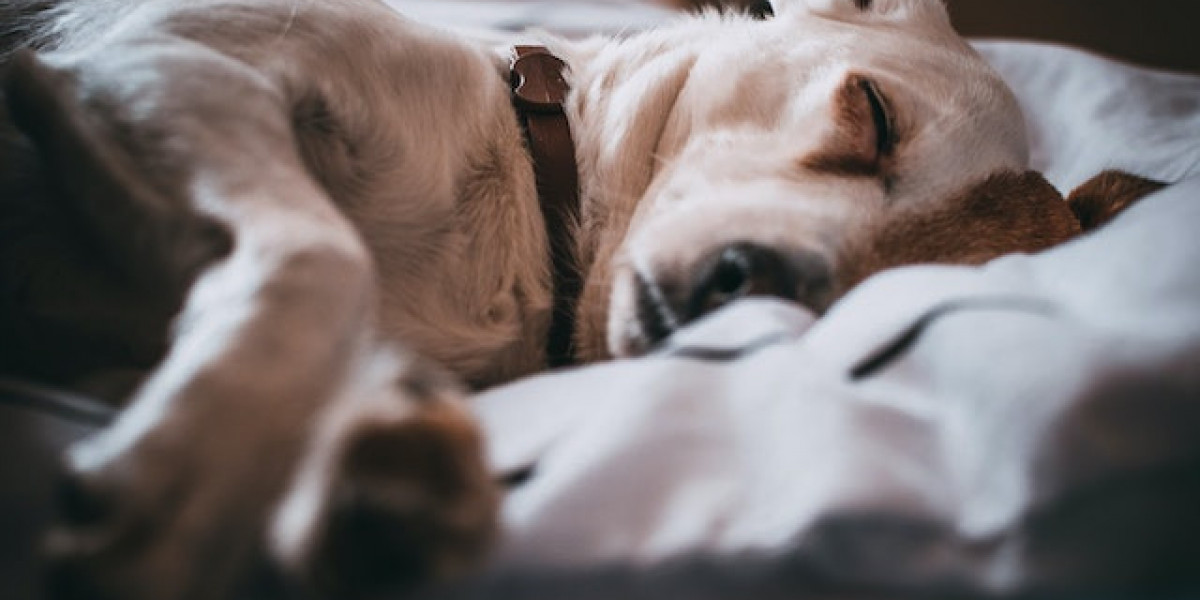 Dişi Köpeklerde Vajinal Hastalıklar? Dişi Köpeklerde Vajinada Şişlik?