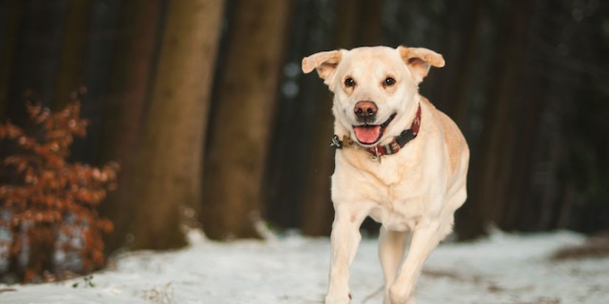 Yaşlı Köpek Hastalıkları? Yaşlı Köpeklerde Arka Bacak Tutmaması?
