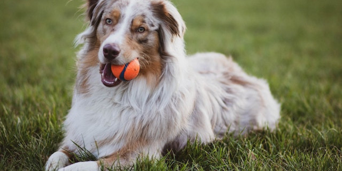 Köpeklerde Karaciğer Hastalığı Tedavisi? Yaşlı Köpeklerde Karaciğer Hastalıkları?