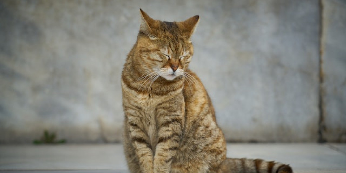 Yavru Kedi Göz Hastalıkları? Yavru Kedi Göz İltihabı?