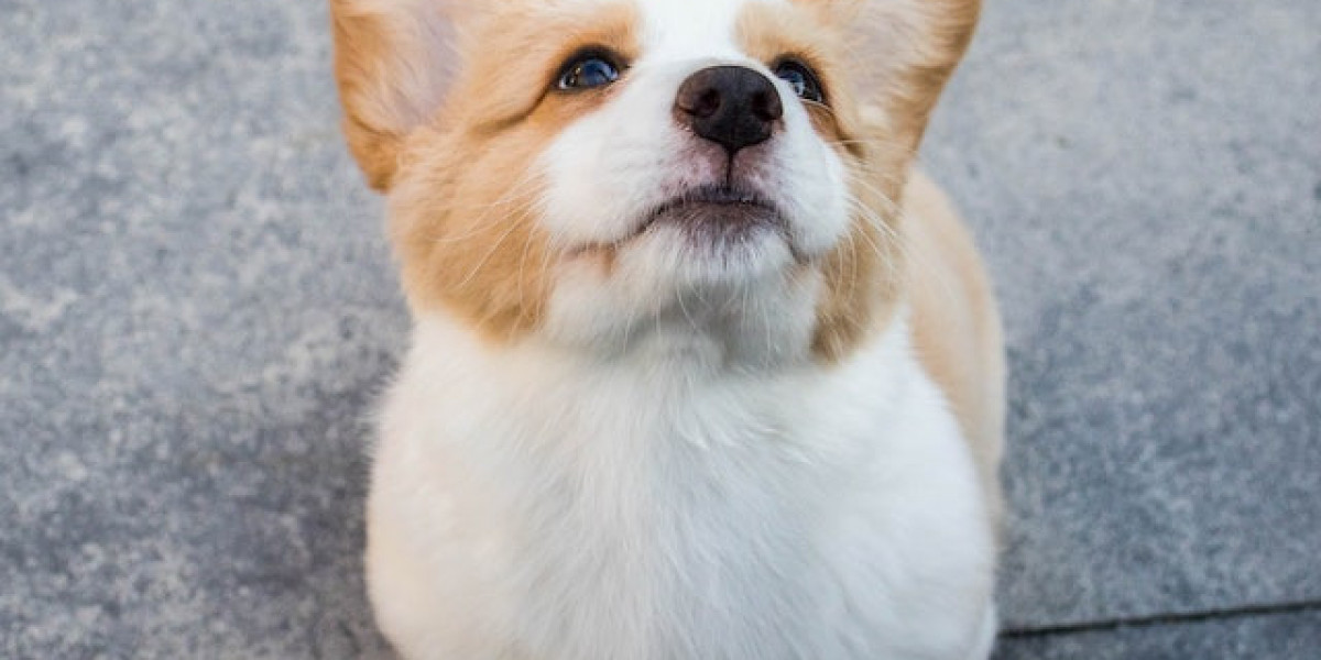 Köpeklerde Ağız Yarası? Köpeklerde Ağız Kenarında Yara?