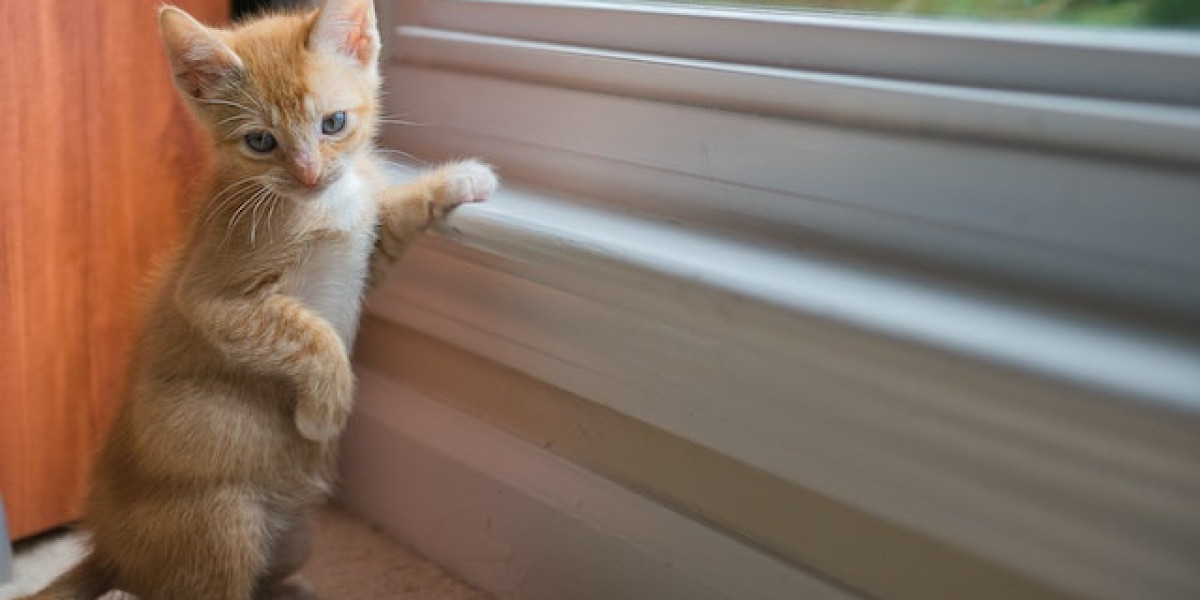 Kedi Hastalığı Nasıl Geçer? Kedilerde Genç Hastalığı İyileşir Mi?