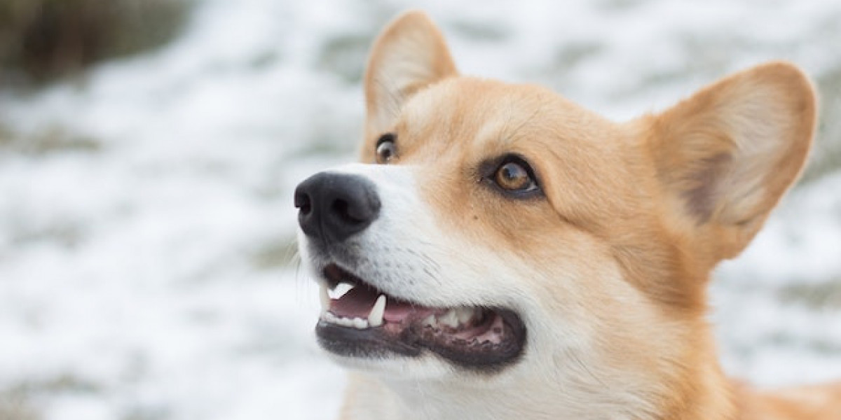 Köpekte Körlük Neden Olur? Köpeklerde Katarakt Belirtileri?