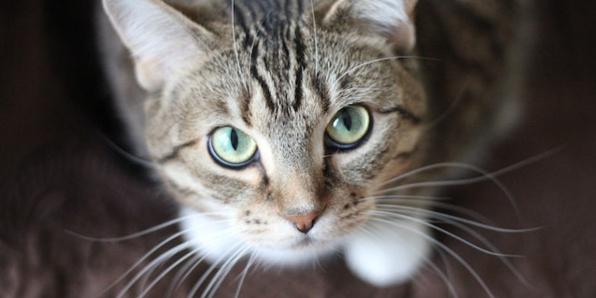 Köpek Memesi Hastalığı Neden Olur? Köpek Memesi Hastalığı Yorumları?