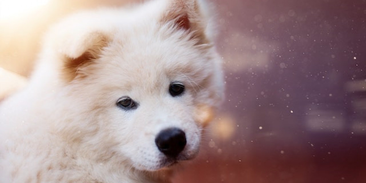 Çin Aslanı Nasıl Eğitilir? Çin Aslanı Tuvalet Eğitimi? Chow Chow Tuvalet Eğitimi?