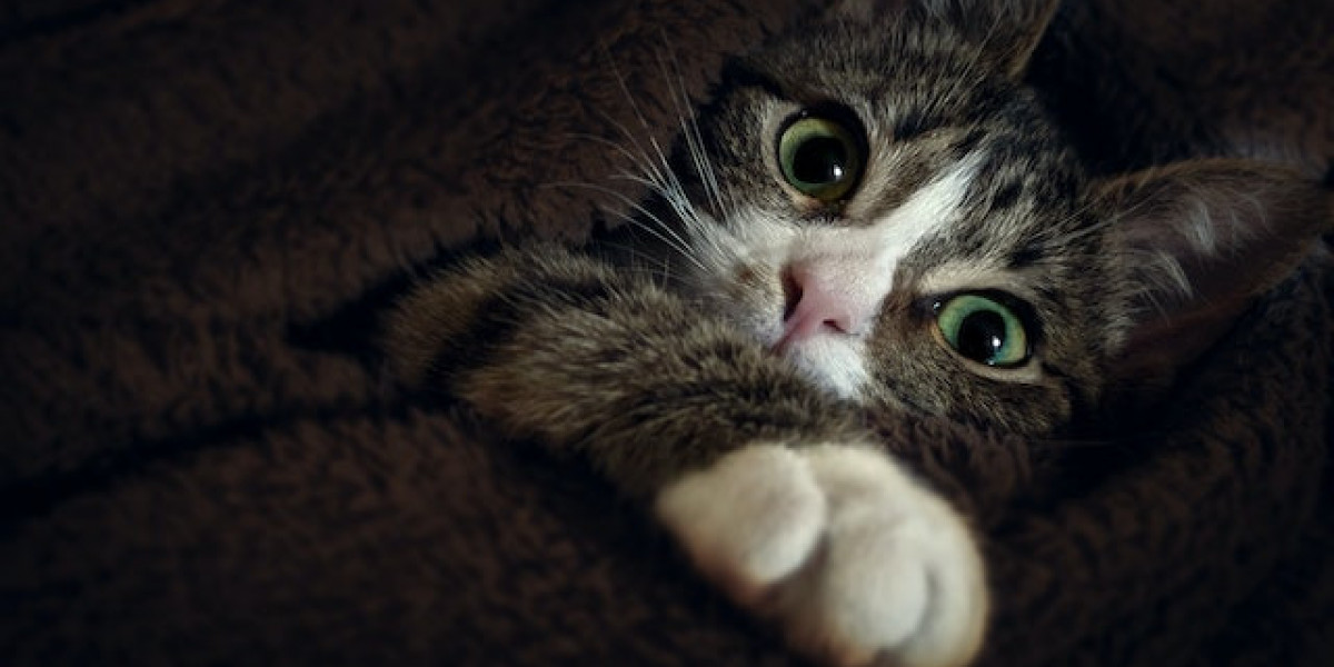 Yavru Kedi Hastalıkları Ve Belirtileri? Yavru Kedi Hastalıkları Ve Tedavileri?