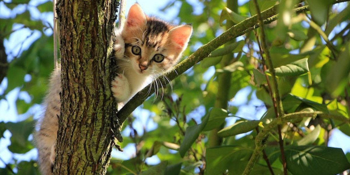 Kedi Köpek Hastalığı? Kedi Köpek Hastalığı Belirtileri?