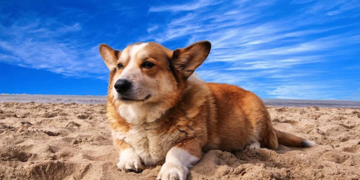 Köpeklerde Omurga Hastalıkları? köpeklerde Omurilik Hastalıkları?