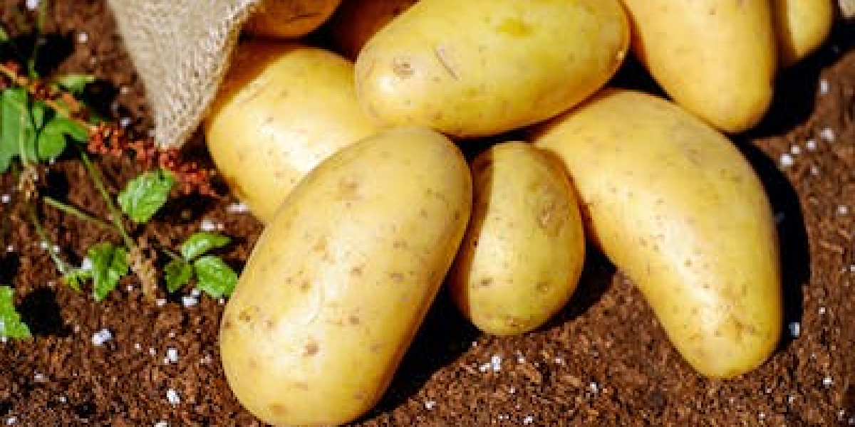 1 Dönüm Tarlaya Ne Kadar Patates Ekilir? 1 Dekara Ne Kadar Patates Ekilir?
